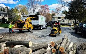 Best Tree Health Inspection  in Margate City, NJ