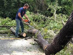 How Our Tree Care Process Works  in  Margate City, NJ