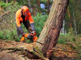 Tree and Shrub Care in Margate City, NJ